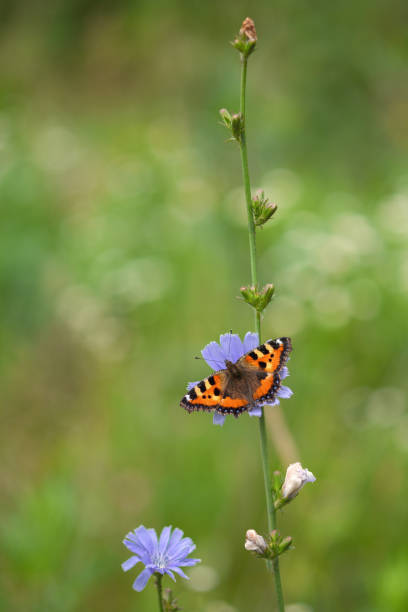 istock Small tortoiseshell butterfly (Aglais urticae) on a blue chicory flower. Selective focus. A bright foxy red colour butterfly on a natural green blurred background.  It is national butterfly of Denmark. Copy space. 1331966442