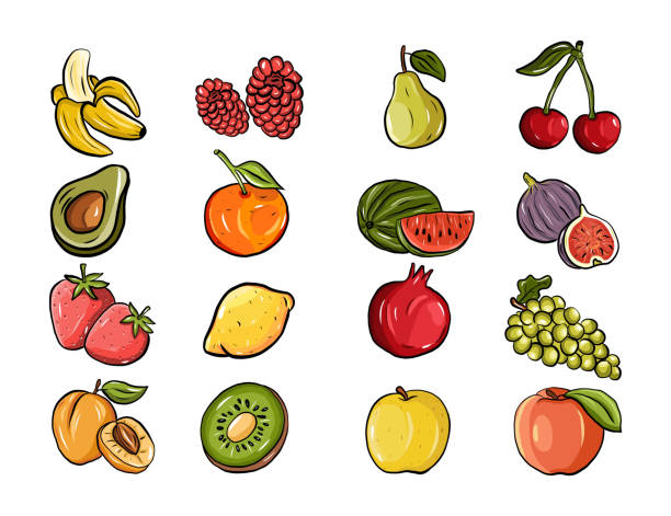 fruits hand drawn vector illustration. - kiraz illüstrasyonlar stock illustrations