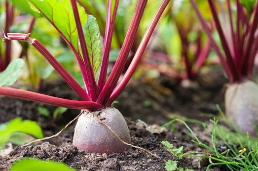 Close-up of growing beets in garden bed. Growing beets on small private vegetable farm. Popular cheap vegetables for human and livestock consumption. Environmentally friendly production of vegetables