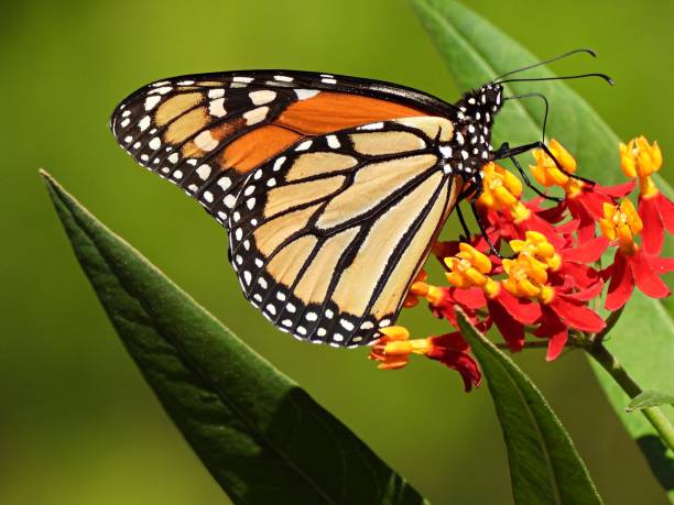 istock Monarch Butterfly (Danaus plexippus) on a Tropical Milkweed plant 1331967424