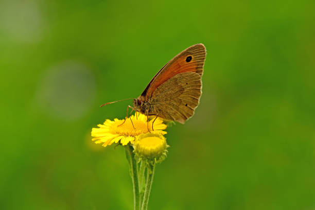 istock Meadow brown, butterfly on a yellow flower 1331967944