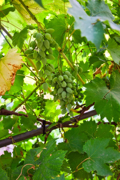 istock Lily of the Valley Grapes 1331969175