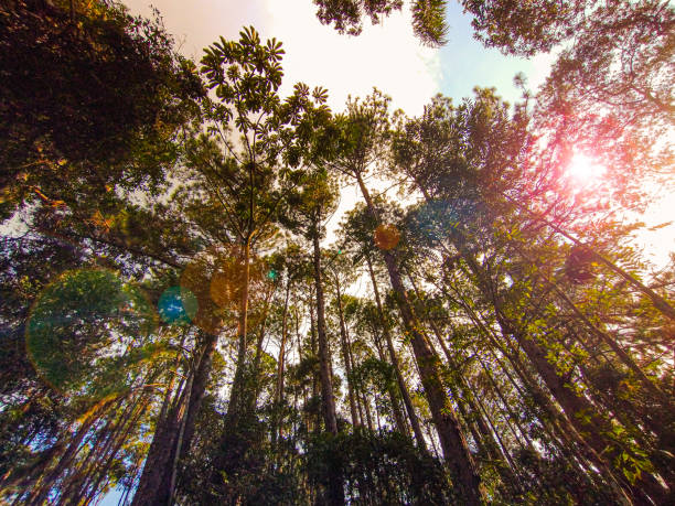 cime degli alberi - eucalipto - vista dal basso verso l'alto. - vista verso lalto foto e immagini stock