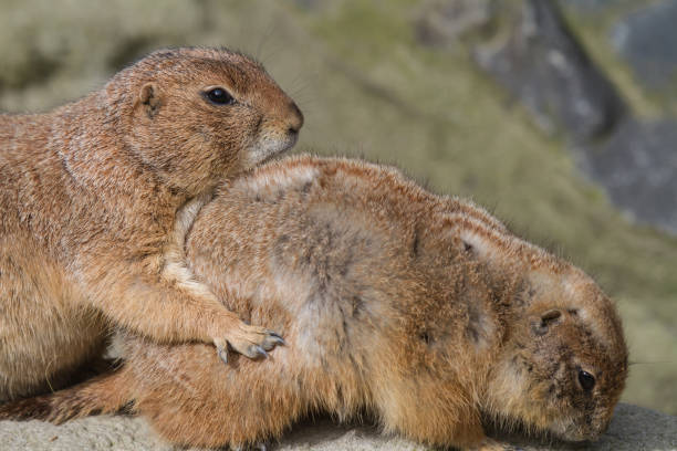 istock portrait of two marmots or groundhogs (marmota) sitting one after another 1331970668
