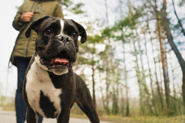 istock Boxer dog for a walk 1331972139