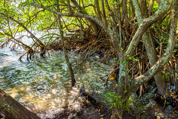 istock Dense vegetation in the tropical mangrove forest with its roots and trees 1331972159