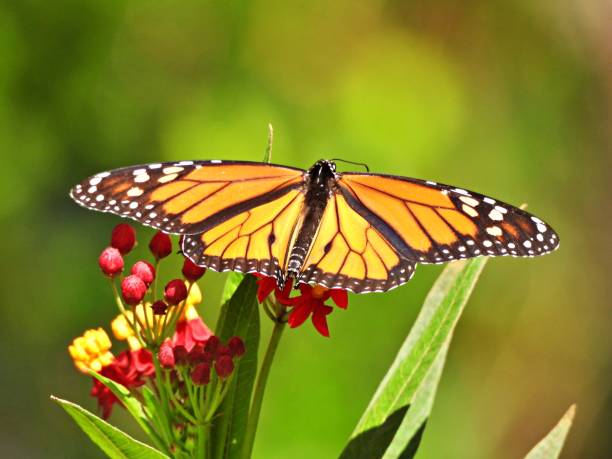 istock Monarch Butterfly (Danaus plexippus) on a Tropical Milkweed plant 1331972756