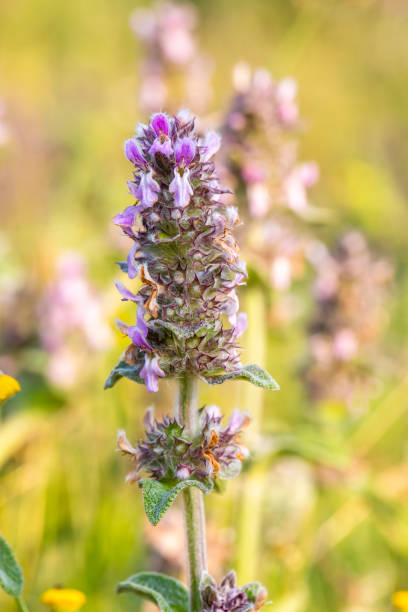istock Wild plant, scientific name; Stachys germanica - palustris 1331973504