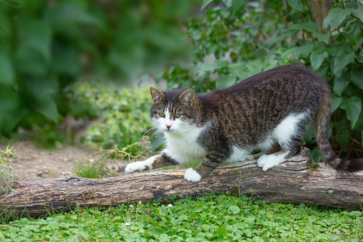 cat in garden, sharpen its claws
