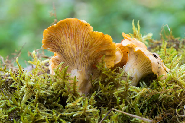 cogumelo chanterelle dourado - chanterelle edible mushroom gourmet uncultivated - fotografias e filmes do acervo