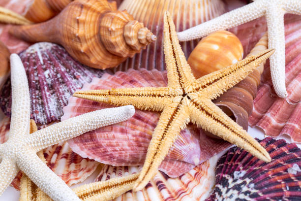 istock Seashell background, lots of amazing sea shells mixed 1331974637