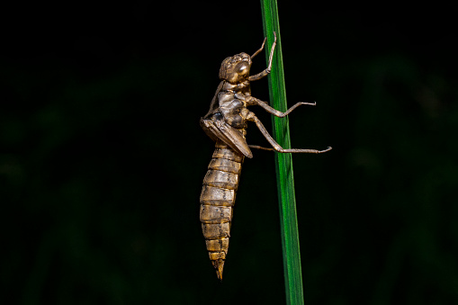 Exoskeleton of dragonfly nymph on aquatic plant leaf. When a dragonfly nymph is ready to metamorphose into an adult it leaves the water, climbs up a some plant and molts. The exoskeleton remains firmly attached to the plant.