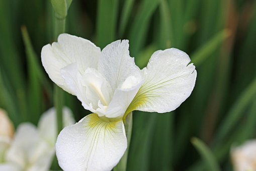 White and green siberian iris, Iris sibirica variety Limeheart, flower in close up with a blurred background of leaves.