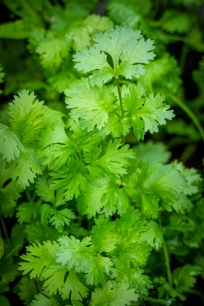 Herb Garden - Cilantro in my herb garden.
