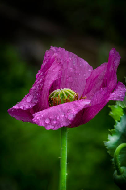 ピンクポピーの花(パパベロディエーデ) - 雨滴でクローズアップ - poppy purple flower close up ストックフォトと画像