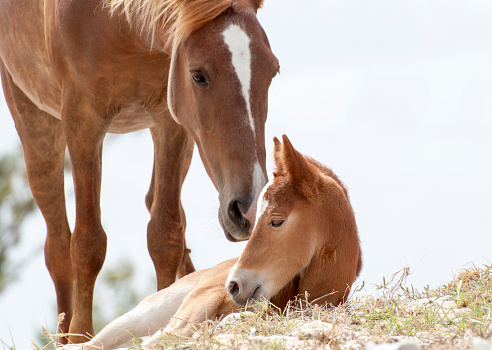 A white horse and its newborn horse foal inside the fence at the horse farm