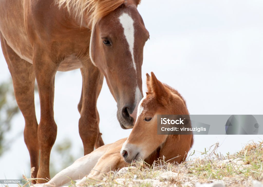 Grand Turk Island Horses Family The close view of a foal together with mother horse on Grand Turk island (Turks and Caicos Islands). Foal - Young Animal Stock Photo