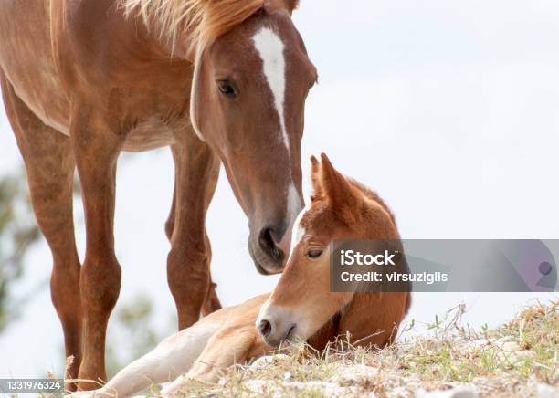 Grand Turk Island Horses Family Stock Photo - Download Image Now - Foal - Young Animal, Horse, Love - Emotion