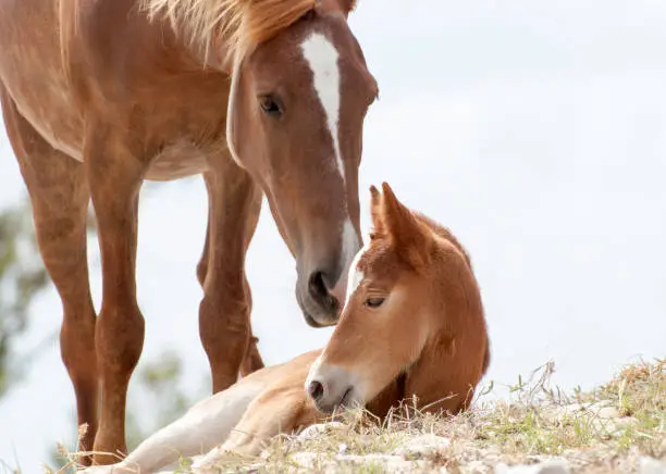 The close view of a foal together with mother horse on Grand Turk island (Turks and Caicos Islands).
