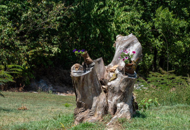 istock Tree stump focal point in Missouri. 1331976839