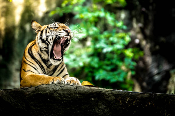 bengal tiger stock photo