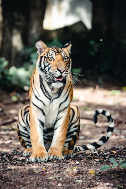 bengal tiger stock photo
