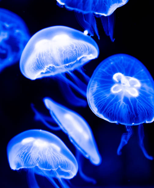 istock a lot of jellyfish 1331977781
