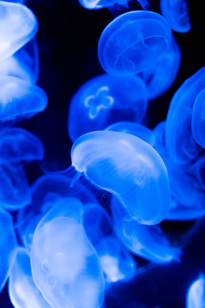 a lot of jellyfish stock photo