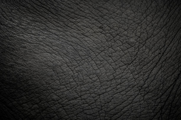 istock details of elephant skin 1331977799