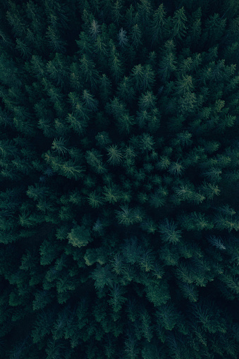 Top down view of a forest in darkness.