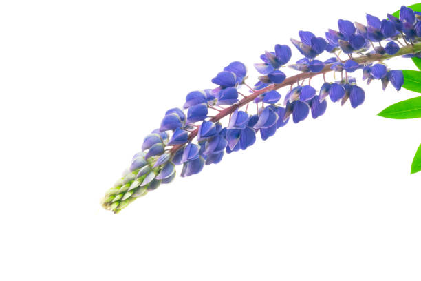 istock blue lupine on a white isolated background 1331980568