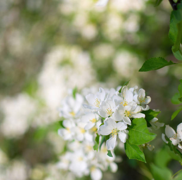 istock Branch of a blossoming apple tree 1331982774