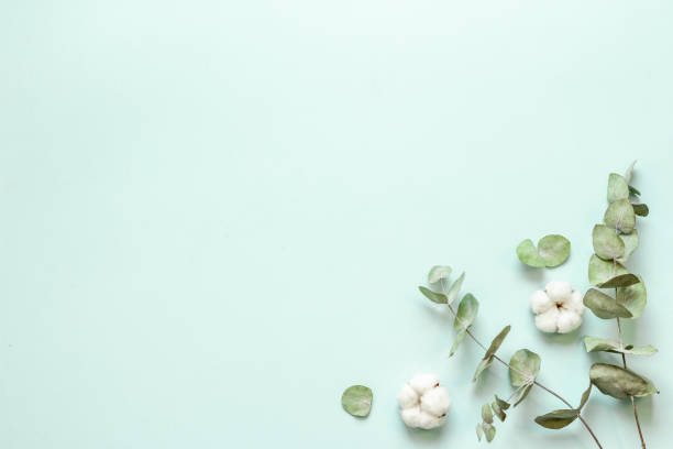 istock Flat lay with green eucalyptus branches and cotton flowers. Top view 1331982838