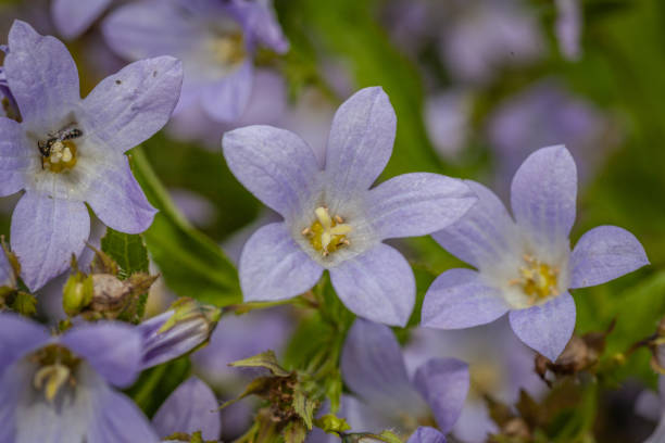 밀키 도라지 - 캄파눌라 락티플로라 - wildflower lush foliage outdoors campanula 뉴스 사진 이미지