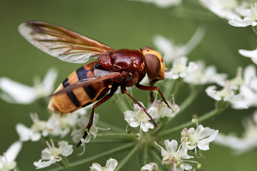 Macro image of a Hornet mimic hoverfly (Volucella zonaria) resting on the blossoms of a white wildflower. Closeup harmless insect against green blurred background.