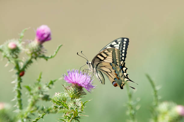 alten welt schwalbenschwanz (papilio machaon) - schwalbenschwanzfalter stock-fotos und bilder