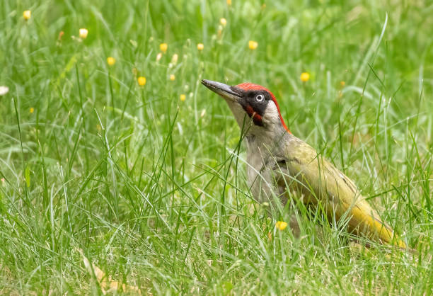 kuvapankkikuvat ja rojaltivapaat kuvat aiheesta vihertikka - european green woodpecker