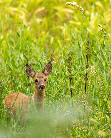 Young Roe deer in long meadow grass. Capreolus capreolus.