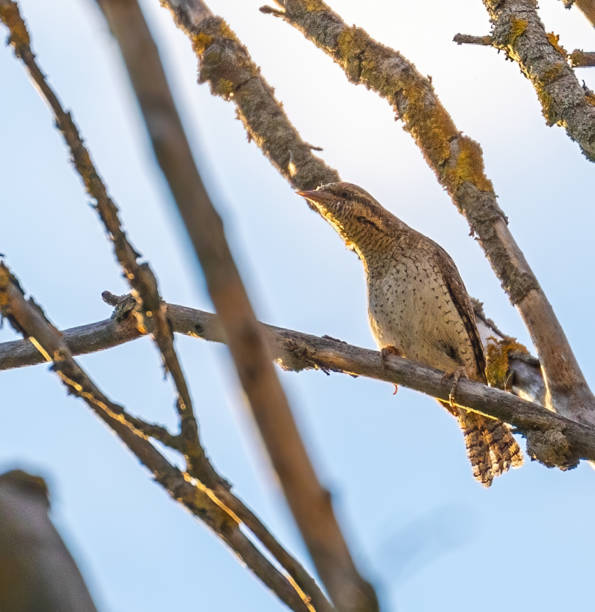 istock Eurasian wryneck 1331984463