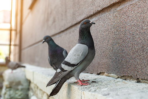 Grey pigeons (Columba livia) sitting on the house wall. Sunny summer day. Tallinn city center (Estonian - Kesklinn), Estonia.