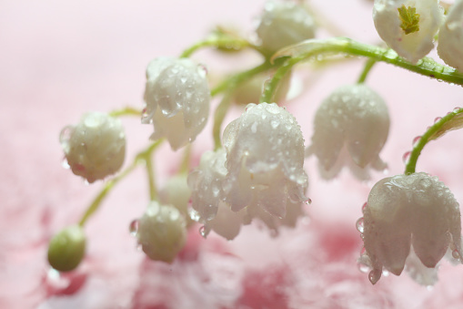 spring white flowers with waterdrop. Lily of the valley flower close up on pink background.