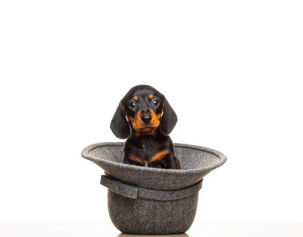 istock image of dog hat white background 1331985336