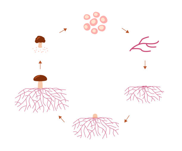 illustrazioni stock, clip art, cartoni animati e icone di tendenza di fasi del ciclo di vita dei funghi, micelio di crescita dalle spore. germinazione delle spore, espansione miceliale e nodo iphal di formazione. illustrazione vettoriale - deporre le uova