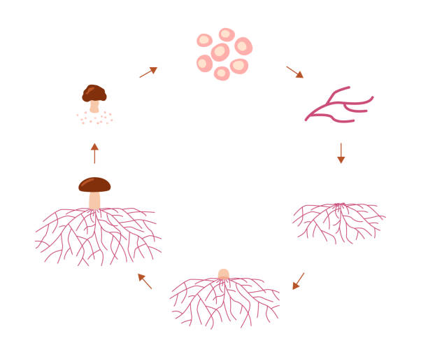 Mushroom life cycle stages, growth mycelium from spore. Spore germination, mycelial expansion and formation hyphal knot. Vector illustration Mushroom life cycle stages, growth mycelium from spore. Spore germination, mycelial expansion and formation hyphal knot. Vector hypha stock illustrations
