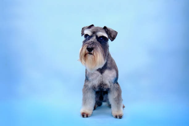 istock A miniature schnauzer after trimming sits on a blue background 1331985494