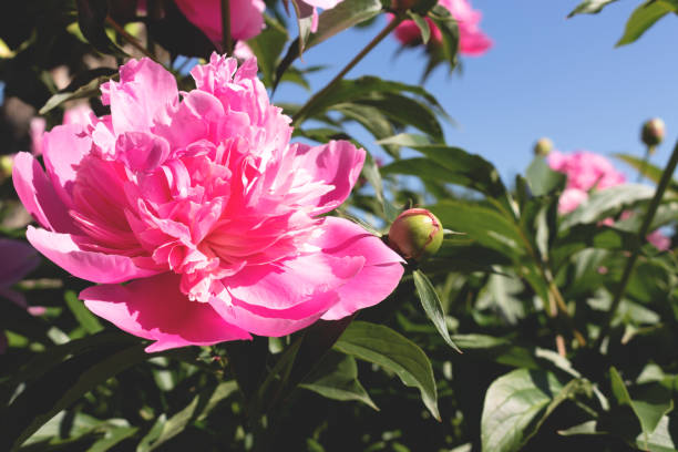 istock A bush with blooming pink peonies. Summer flowers. 1331986640