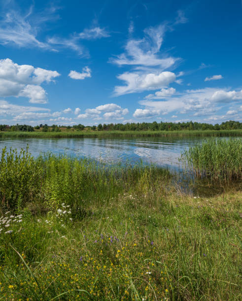 istock Small picturesque rushy lake. Sunny, summer day. 1331986849