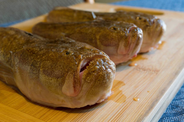 Raw saltwater fish Atlantic stargazer, Uranoscopus scaber on a wooden board, raw seafood from Adriatic sea, Dalmatian cuisine