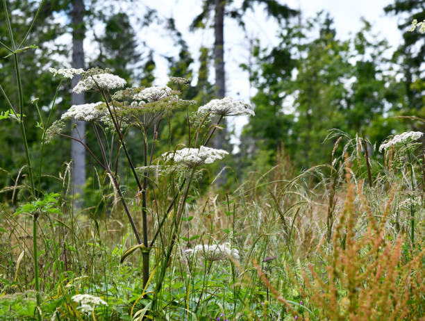 angelica sylvestris - angelica sylvestris stock-fotos und bilder