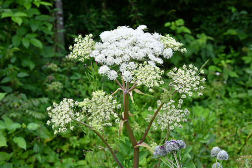 Forest angelica in the Rhön Biosphere Reserve